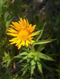 Inula ensifolia. Соцветие. Крым, окр. г. Ялта, хр. Иограф. 23 июня 2012 г.