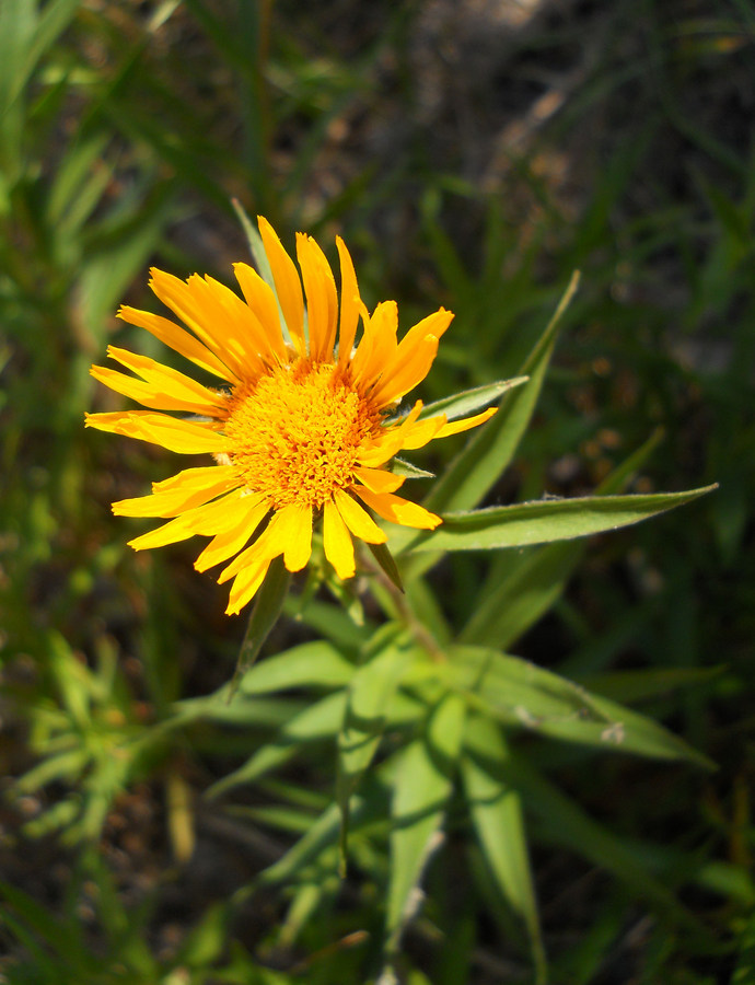 Изображение особи Inula ensifolia.