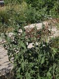 Picris hieracioides