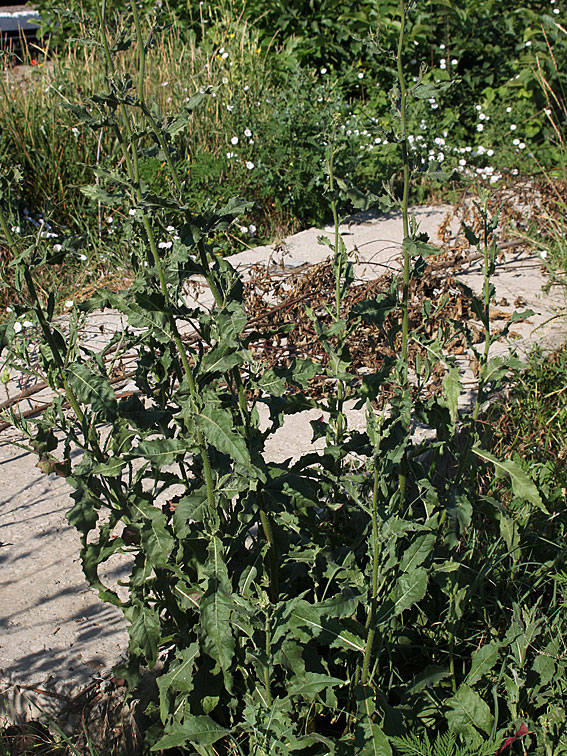 Image of Picris hieracioides specimen.