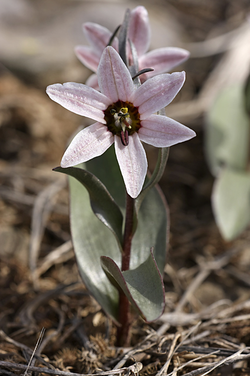 Изображение особи Rhinopetalum stenantherum.