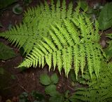 Athyrium filix-femina