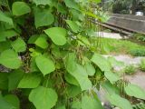 Catalpa ovata. Ветви с незрелыми плодами. Крым, г. Ялта, в культуре. 3 июля 2012 г.