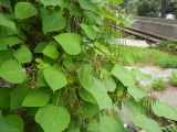 Catalpa ovata