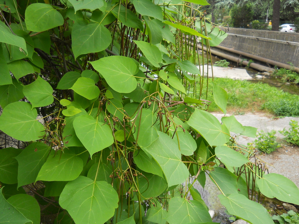 Image of Catalpa ovata specimen.