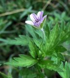 Geranium popovii