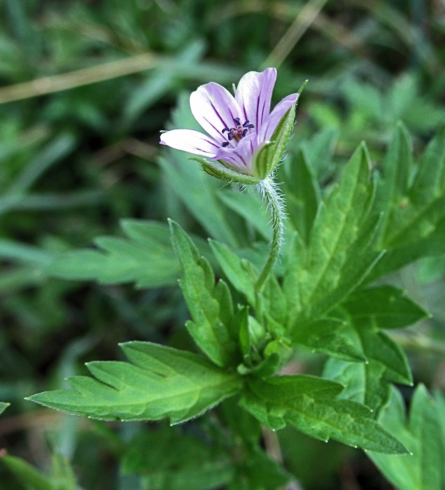 Изображение особи Geranium popovii.