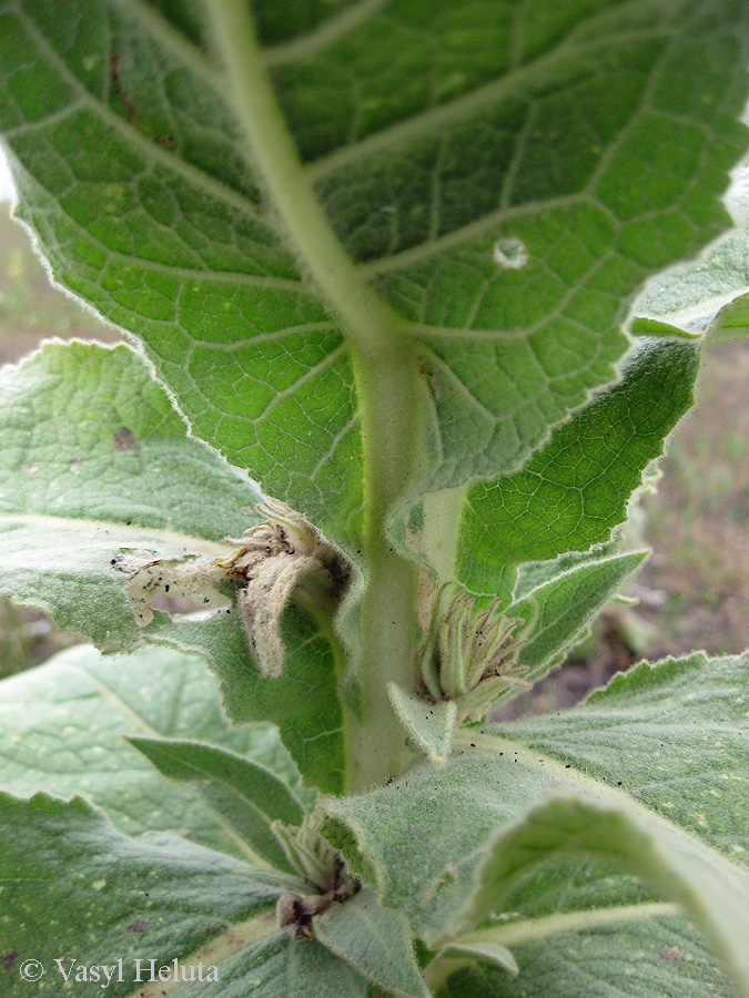 Image of Verbascum densiflorum specimen.