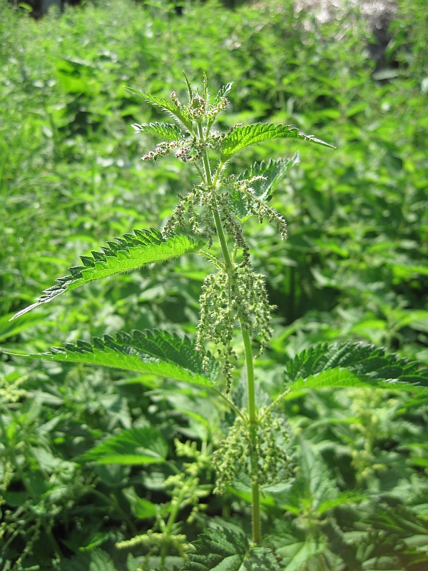 Image of Urtica dioica specimen.