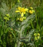 Senecio vernalis