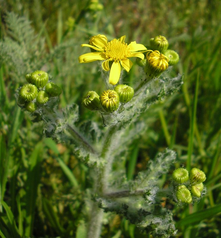 Image of Senecio vernalis specimen.