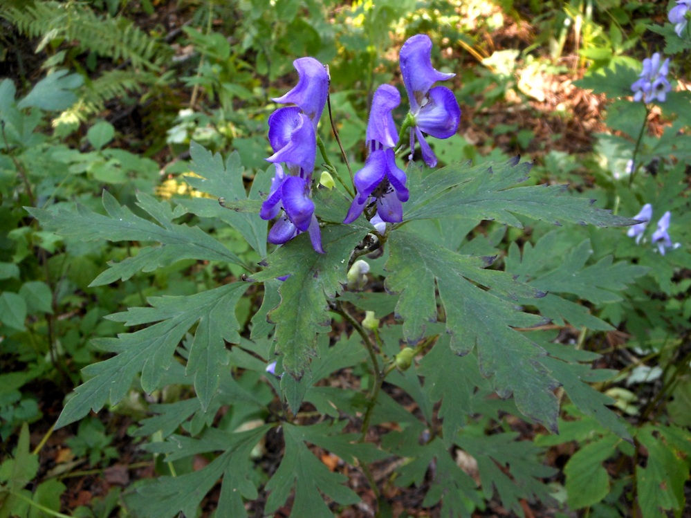 Изображение особи Aconitum taigicola.