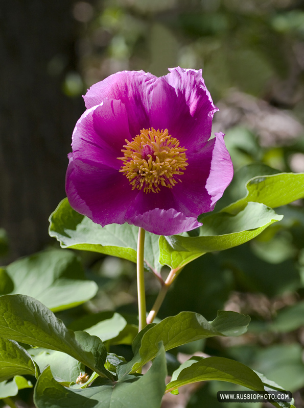 Image of Paeonia daurica specimen.