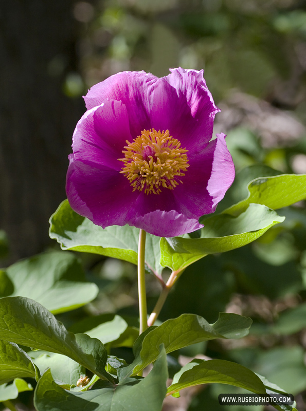 Изображение особи Paeonia daurica.