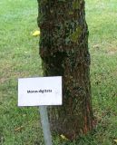 род Morus. Нижняя часть ствола взрослого дерева. Нидерланды, г. Venlo, \"Floriada 2012\". 11.09.2012.