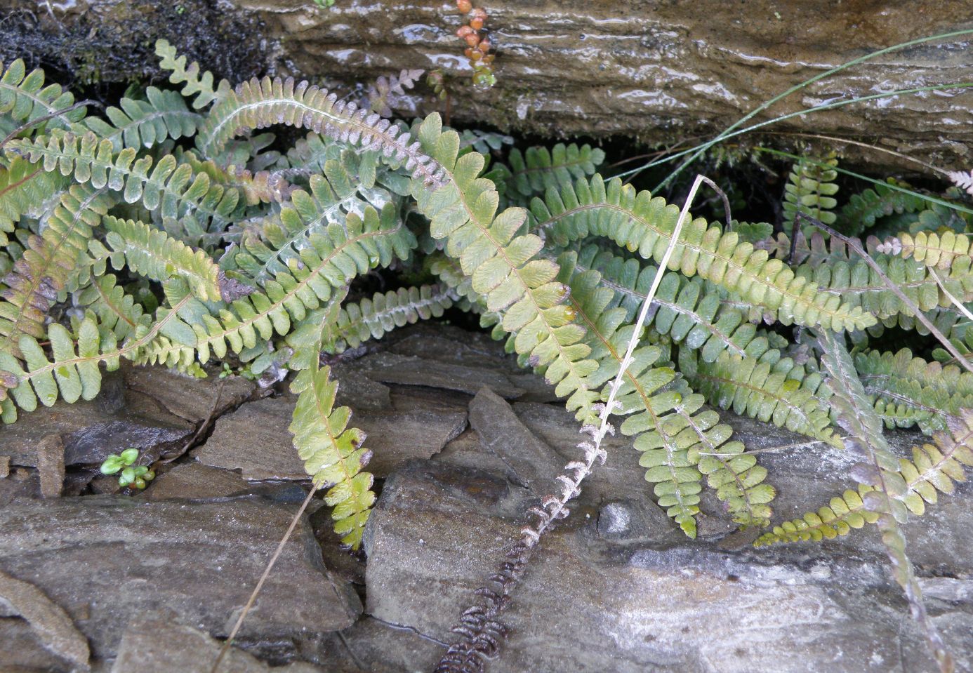 Image of Blechnum penna-marina ssp. alpina specimen.