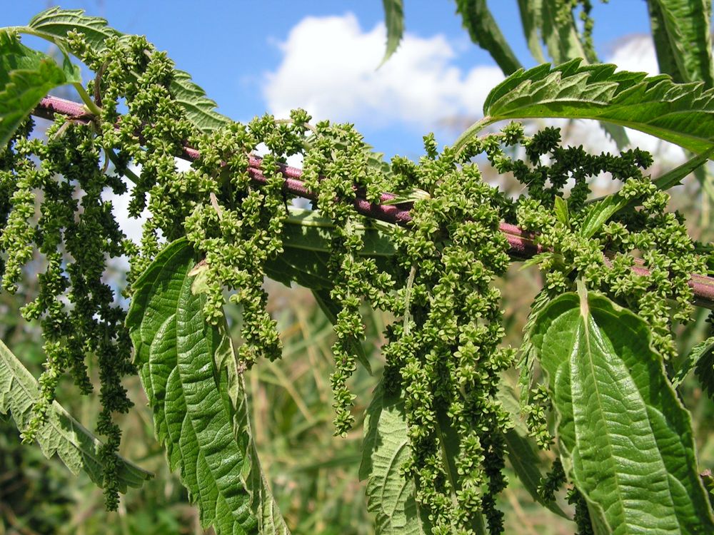 Image of Urtica angustifolia specimen.