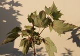 Acer rubrum