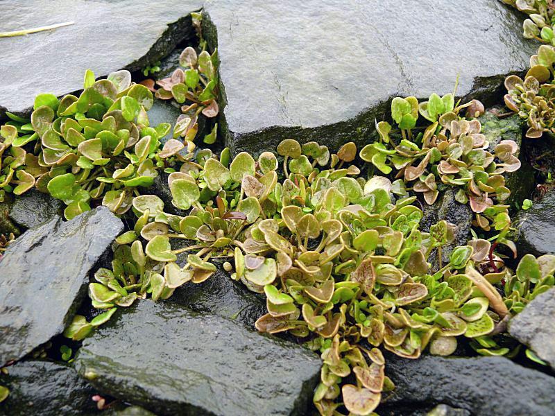 Image of Cochlearia officinalis ssp. norvegica specimen.