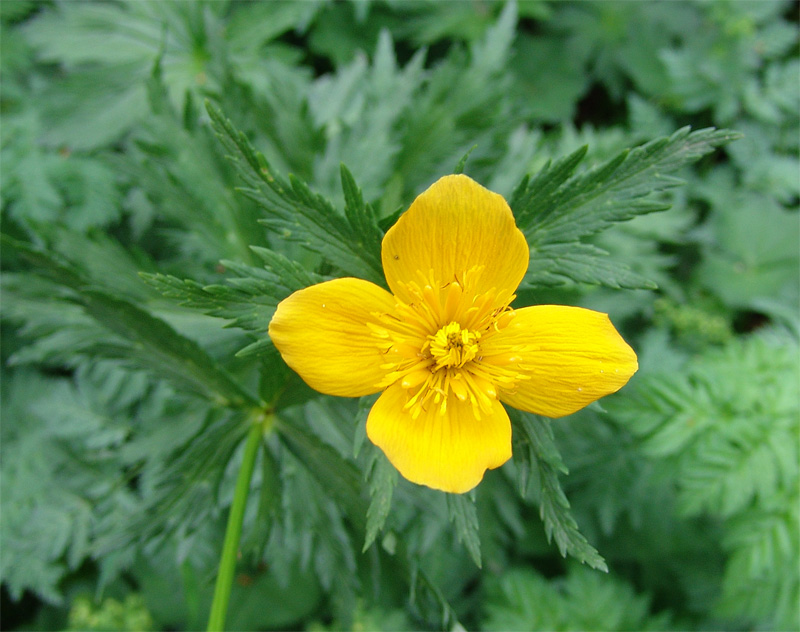 Изображение особи Trollius ranunculinus.