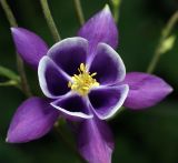 род Aquilegia