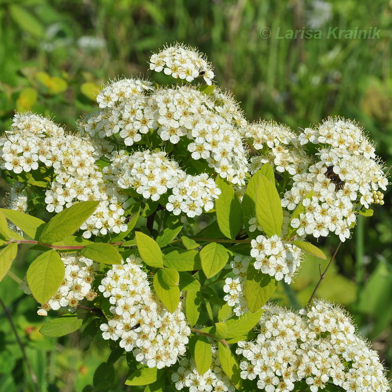 Изображение особи Spiraea media.