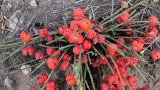 Ephedra monosperma