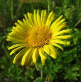 Inula britannica