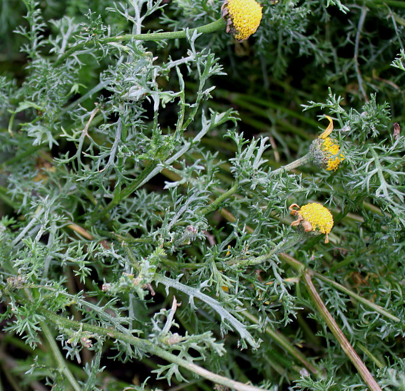 Image of Anacyclus radiatus specimen.