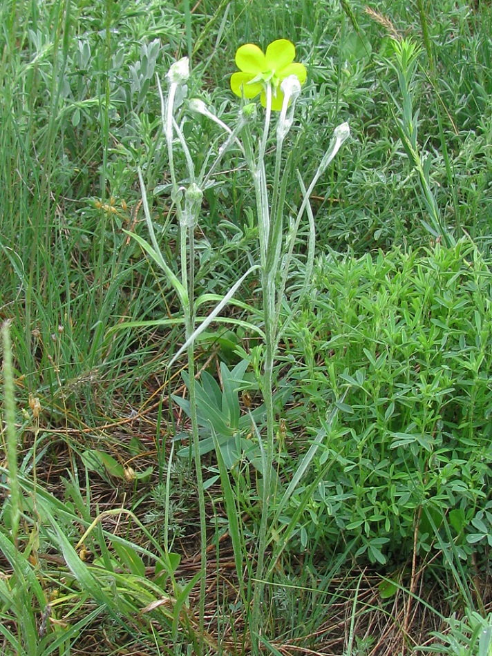 Image of Ranunculus illyricus specimen.