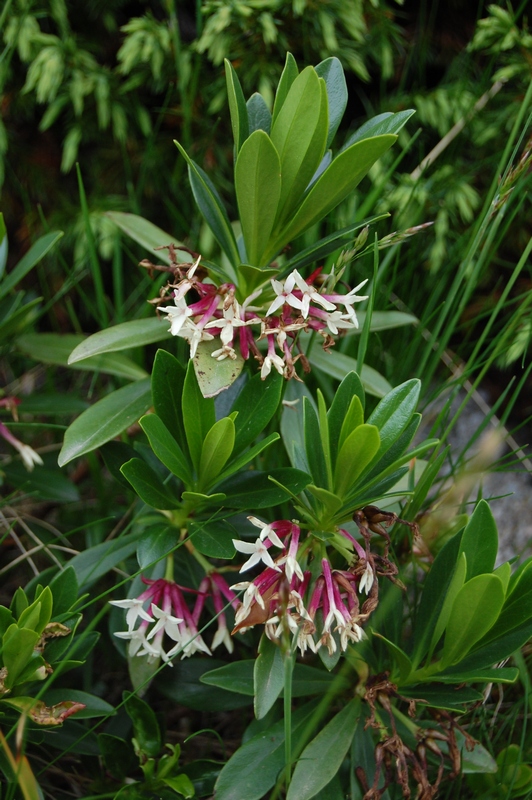Image of Daphne glomerata specimen.
