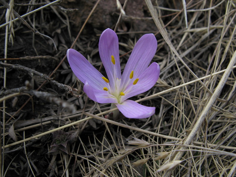 Image of Merendera trigyna specimen.