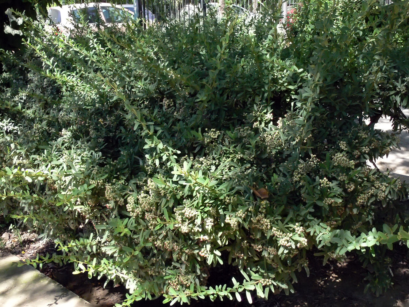 Image of genus Pyracantha specimen.