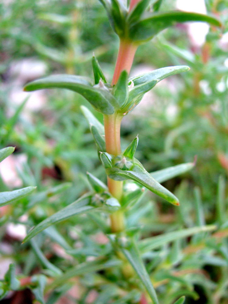 Image of Salsola soda specimen.