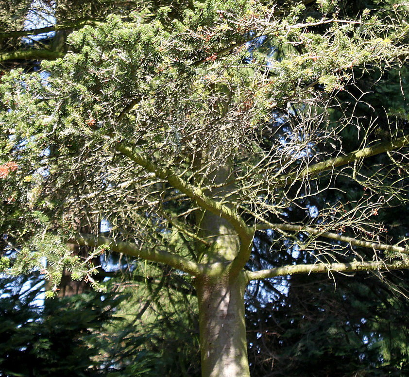 Image of Abies alba specimen.