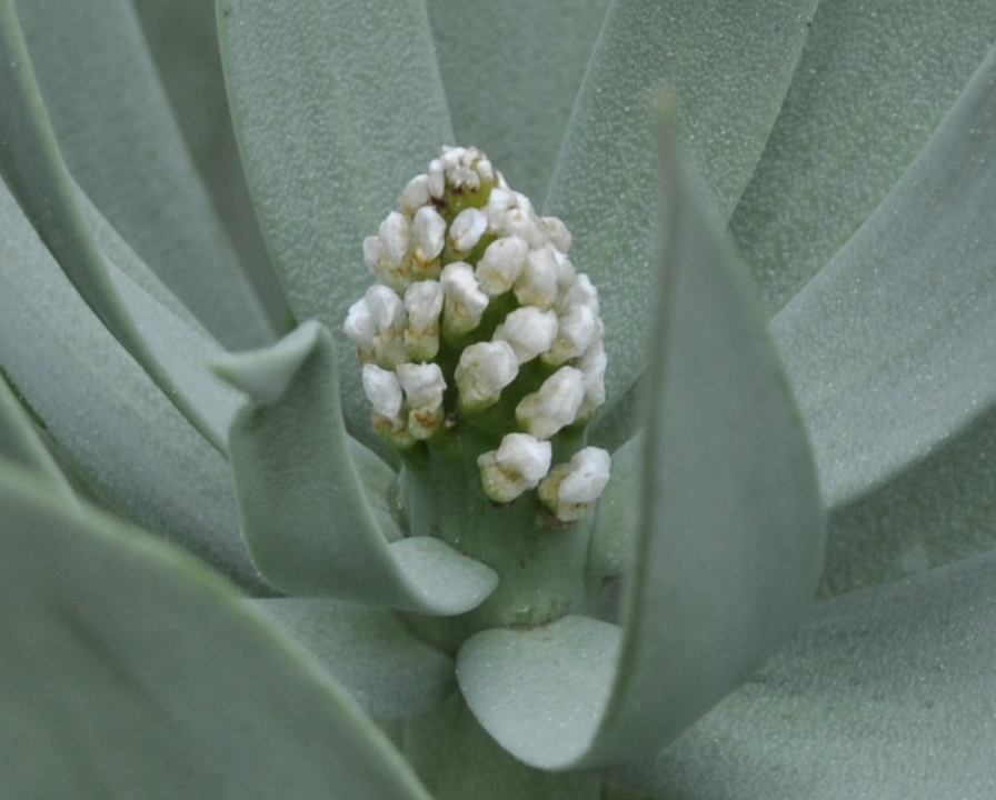 Image of Fritillaria persica specimen.