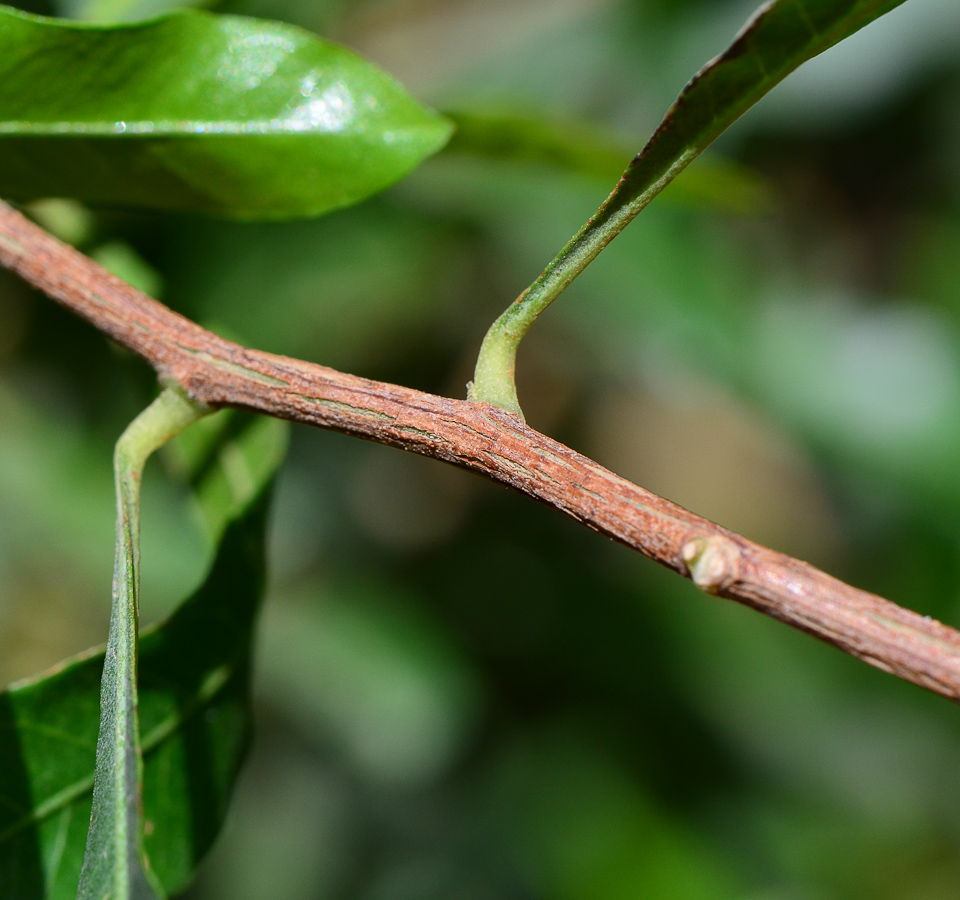 Image of Dodonaea viscosa specimen.