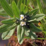 Buglossoides rochelii