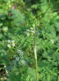 Anthriscus caucalis. Верхушка цветущего растения. Крым, Карадагский заповедник, парк биостанции. 24 апреля 2013 г.