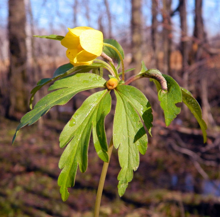 Image of Anemone ranunculoides specimen.