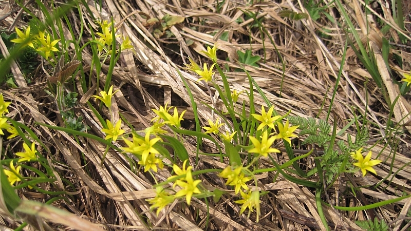 Image of Gagea minima specimen.