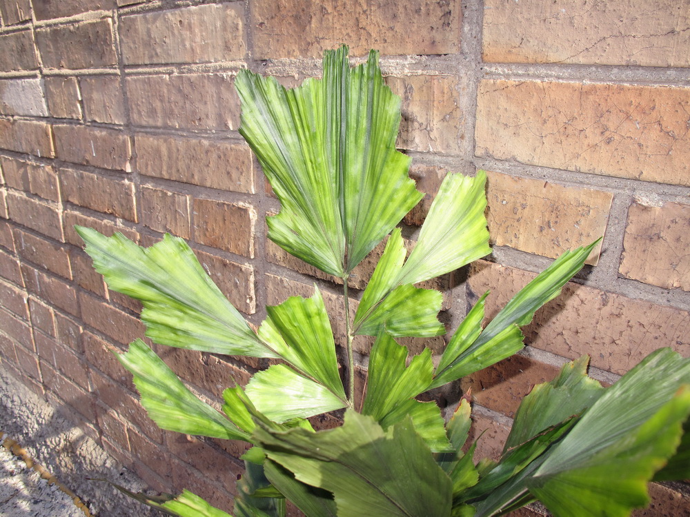 Image of Caryota mitis specimen.