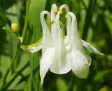 Aquilegia vulgaris