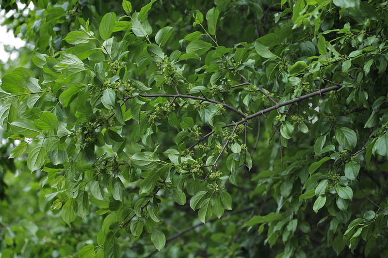 Image of Rhamnus cathartica specimen.