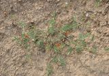 Adonis bienertii