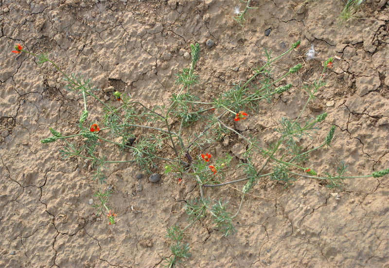 Image of Adonis bienertii specimen.