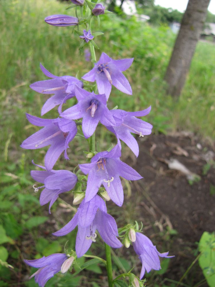 Image of Campanula rapunculoides specimen.