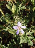 Erodium ciconium. Верхушка побега с цветком и завязавшимися плодами. Украина, г. Одесса, Аркадия, склон возле Тропы здоровья. 20.06.2013.