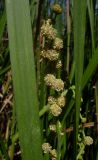 Sparganium erectum