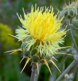 Centaurea salonitana. Соцветие. Крым, Керченский полуостров, Караларская степь. Июнь 2010 г.